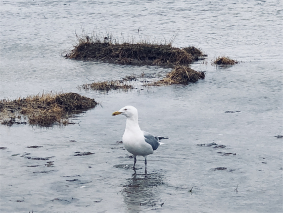 Seagull standing in shallow water, sand with puddles in foreground on Cape Cod